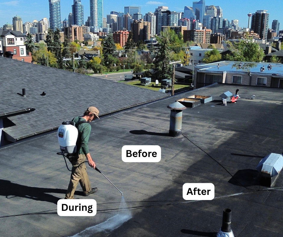 Before and after roof rejuvenation, Florida job 3